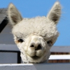 Linden Hills Alpaca Farm gallery