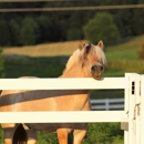 Painted Pony Equine Service - Veterinarians