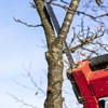 O'Brother Tree Service gallery