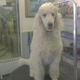 Shaggy Dog Grooming