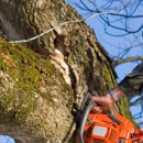 Panhandle Tree Service - Tree Service