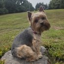 Terri's Canine Creations - Pet Stores