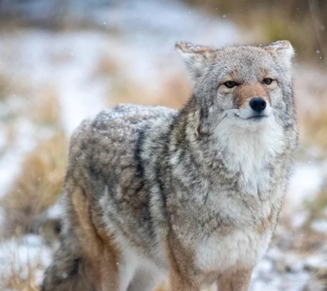 Alaska Wildlife Conservation Center - Girdwood, AK