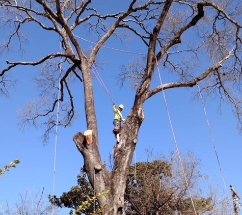 Texas Tree Team - Houston, TX