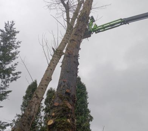 Alexa's Tree Service LLC