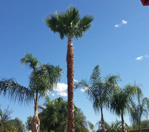 TDR Tree Services - Mesa, AZ. palm tree trimming in Mesa Arizona