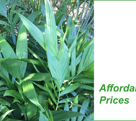 Premier Palms Nursery - Mariginiup, WA. Affordable Prices