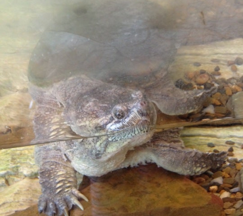 Witt Stephens Jr. Central Arkansas Nature Center - Little Rock, AR