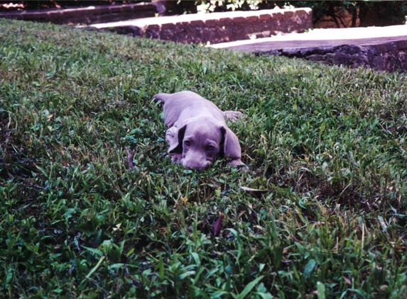 Wholesome Hound - Naples, FL