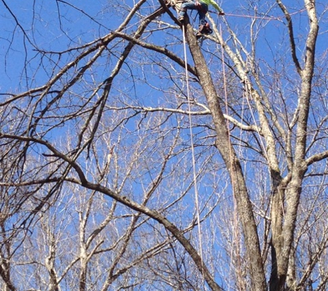 Amigo Tree Services (Tree Removal and Stump Grinding) - Cary, NC