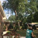 Flyin Brian's Tree Service - Tree Service