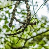 Jersey Tree Services gallery