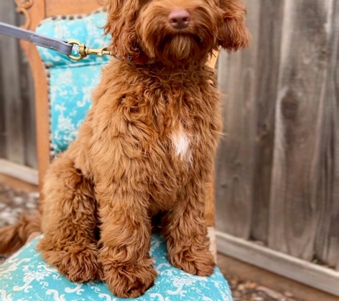 Loving Labradoodles - Morgan Hill, CA