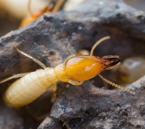 SureSafe Pest Management - Walkervale, QLD. White Ants