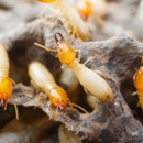 Final Stepp Pest & Termite Control - Pest Control Services