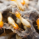 Final Stepp Pest & Termite Control