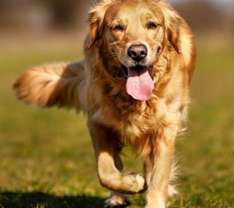 Canine Grooming Shoppe - Bethlehem, PA