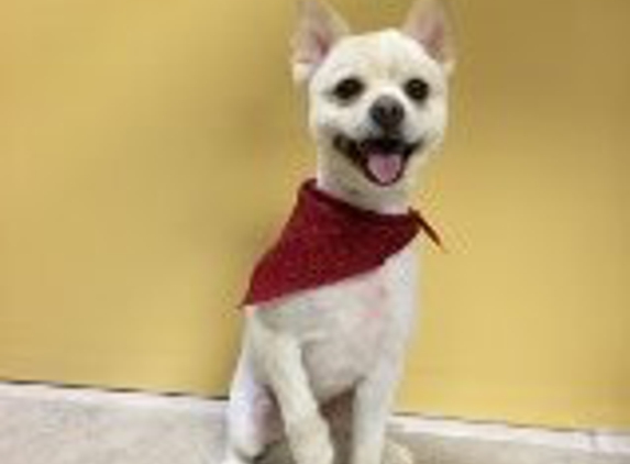 Always in Style Pet Grooming - Kissimmee, FL