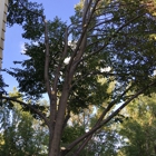 Foothills Tree Experts