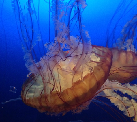 Omaha's Henry Doorly Zoo - Omaha, NE