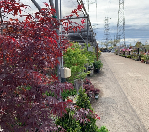 H & H Nursery - Lakewood, CA