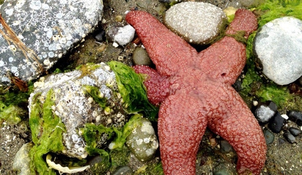 Scenic Beach State Park - Seabeck, WA