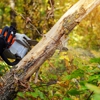 Tarzan Tree Removal gallery