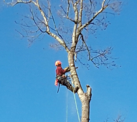 U-SaveMore Tree Service - Grayson, GA