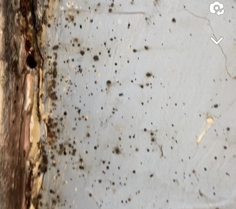 Connie Farley's Rentals - Stoutsville, OH. Bedbugs living inside of the wall, cracks weren’t properly sealed.