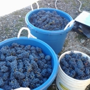 Grape House Vineyards - Farming Service
