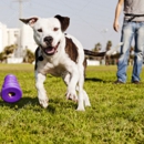 Rapid Results Dog Training - Pet Services