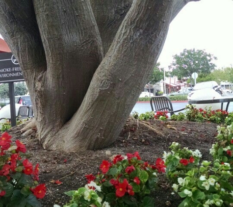 Peet's Coffee & Tea - Laguna Niguel, CA