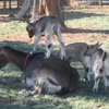 Mountain High Ranch "Goat Cheese" gallery