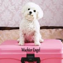 Wachter Engel Boarding Kennel - Pet Services