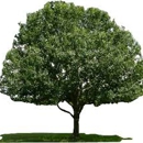 Rivera Tree Services - Tree Service