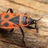 Astro Exterminating Services Inc gallery