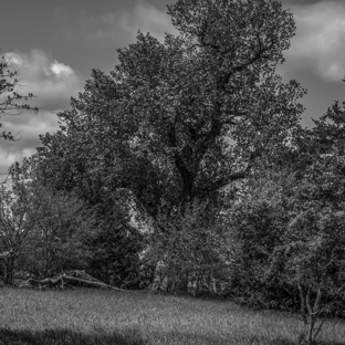 DAH Fine Art Photography - Kearney, NE. Black and White sample of Arbor works