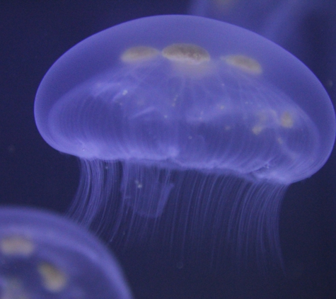 Jellyfish Warehouse - Charlotte, NC