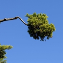 Shark Tree Service - Tree Service