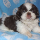 Spring Grove Shih Tzu