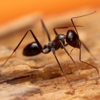 Rockwell Pest Solutions gallery