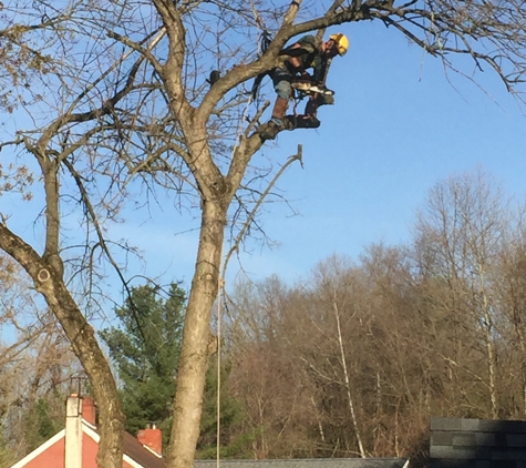 All Seasons Tree Care - Bethlehem, PA. Trimming branches off the live tree.