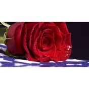Gallery Image Number 1