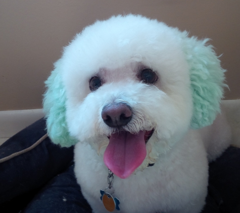 Bayshore Veterinary Hospital - Holmdel, NJ. (The color was a treat done by his groomer, Colleen. Totally safe dog chalk.)