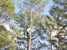 Aldine Tree Service & Lawn - Tree Service