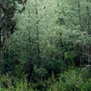 Sturbridge Tree and Landcare - Arborists