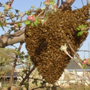 Idaho Free Honey Bee Resuce-SWARMS - Pest Control Services