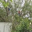 Brown's Tree Service - Tree Service