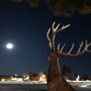 The Buck Stops Here Market & Eatery gallery