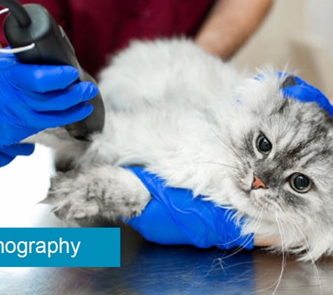 Reynella Veterinary Clinic - Morphett Vale, SA. Ultrasonography
